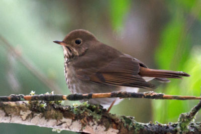 Hermit thrush