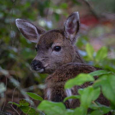 Fawn