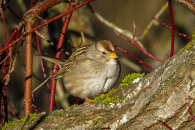 Immature white-crowned sparrow