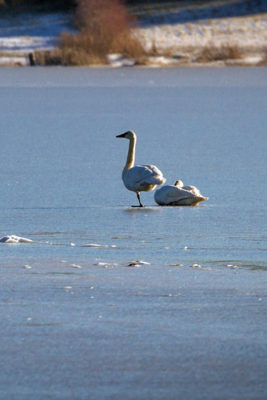 swans on ice