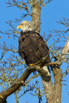 Bald Eagle adult