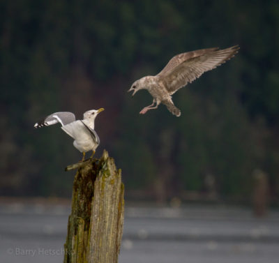 Battle for the perch