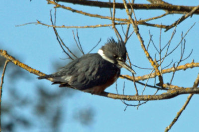 Belted kingfisher