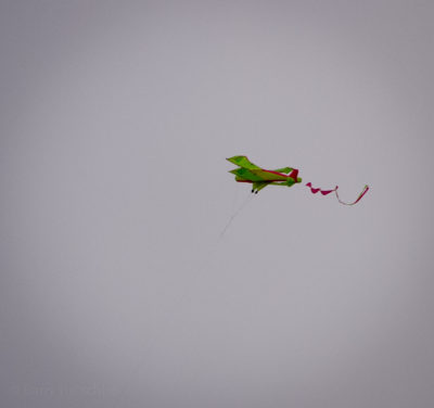 Red-tailed kite