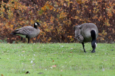 Canada goose with cackler