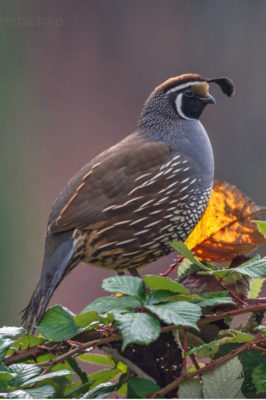 California quail