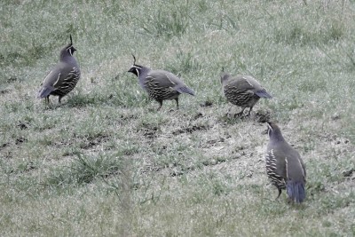 California quail