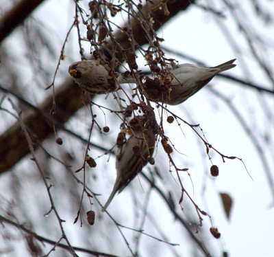 Catkins and Redpolls