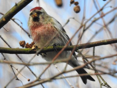 Common Redpoll