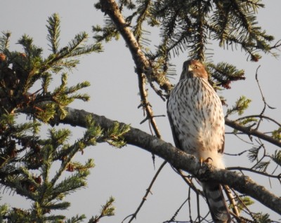 Cooper's Hawk