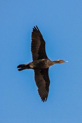 DC Cormoranta