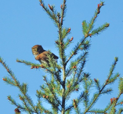 Pygmy Owl