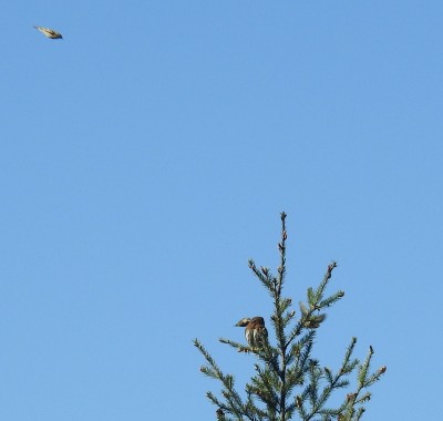 Siskins mobbing pygmy owl