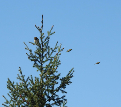 Siskins mobbing pygmy owl