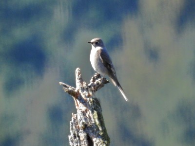 Townsend's Solitaire