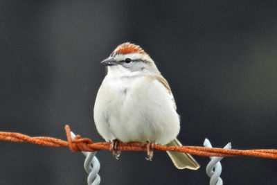 Chipping Sparrow