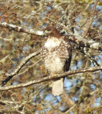 Red-tailed Hawk