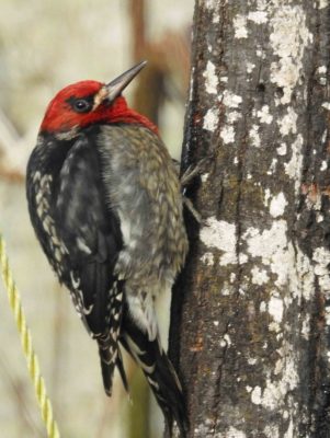 Red-breasted Sapsucker