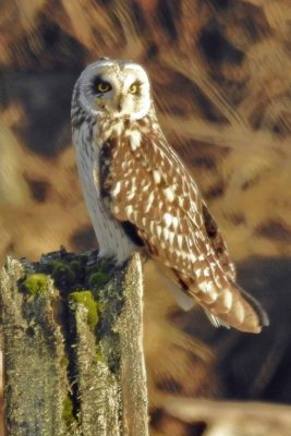 Short-eared owl