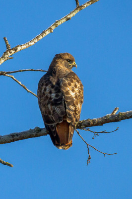 Red-tailed hawk at Dog Park