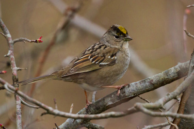 Golden-crowned sparrow