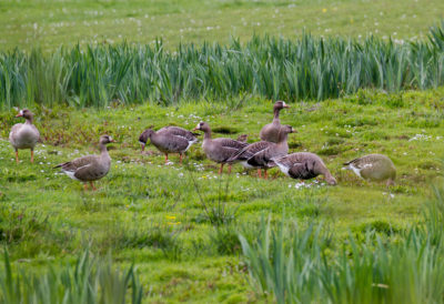 Greater White-fronted Geese