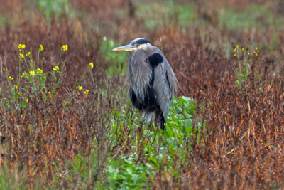 Great blue heron