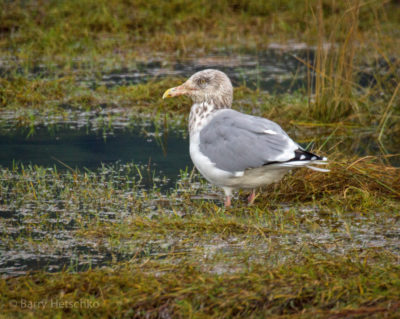 Herring gull