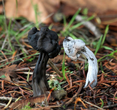 Him and Her Mushrooms