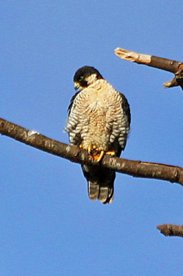 Peregrine Falcon