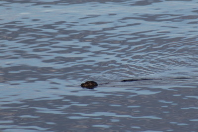 Harbour seal in Somenos Lake