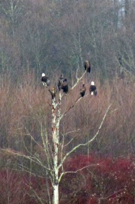 Blad eagles in tree