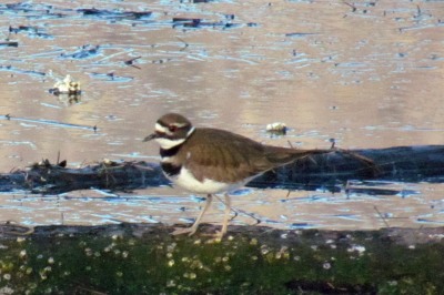 Killdeer - Cowichan Bay