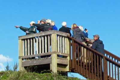 Nanaimo Estuary viewing platform