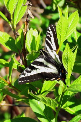 Pale swallowtail