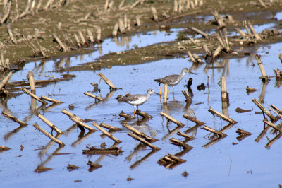 Greater yellowlegs