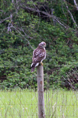 Immature Red-tailed Hawk