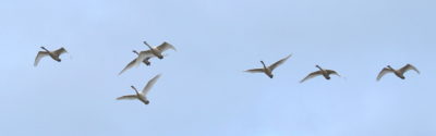 Swans flying