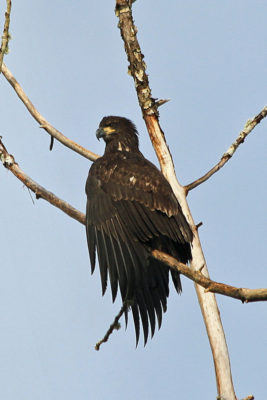 First year bald eagle