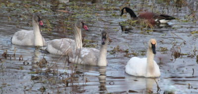 Trumpeter Swans with unusual beaks