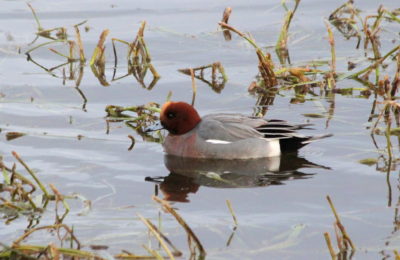 Eurasian wigeon