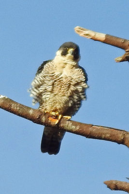 Peregrine Falcon