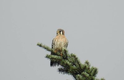 Kestrel