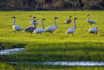 Trumpeter swans