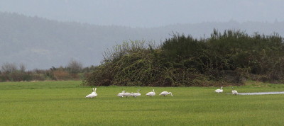 Last of the Swans