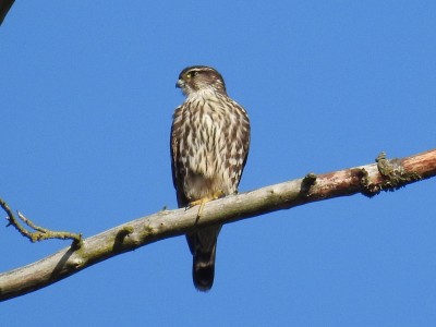 Merlin