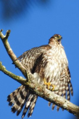 Cooper Hawk