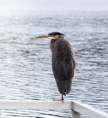 Great blue heron 'Otis'