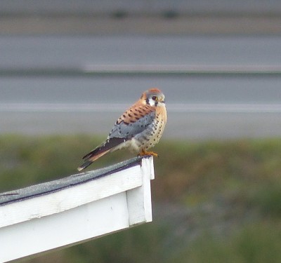 Kestrel