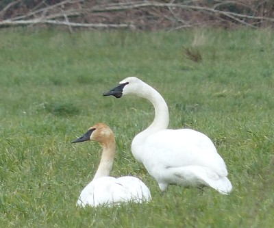 Trumpeter swan with growth below beak